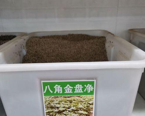 八角金盘的种子通常在几月份成熟？