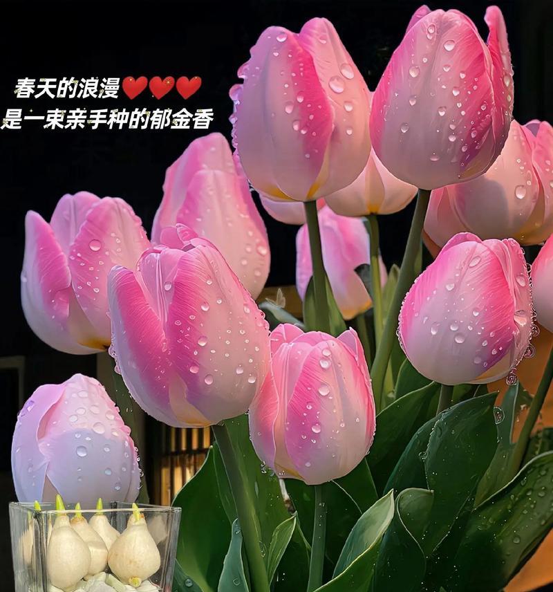 郁金香的花语是什么以及如何养护？