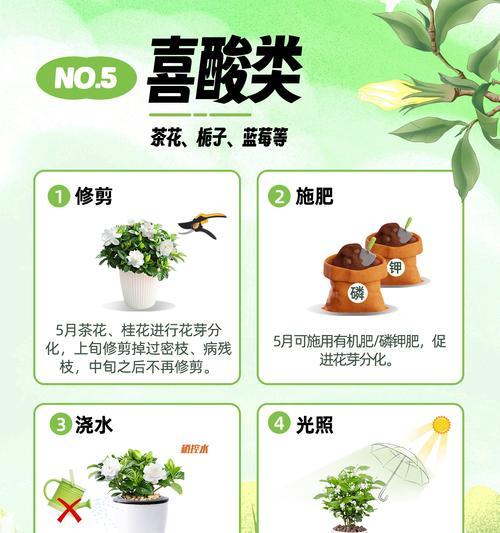 绣球花花期如何进行养护？