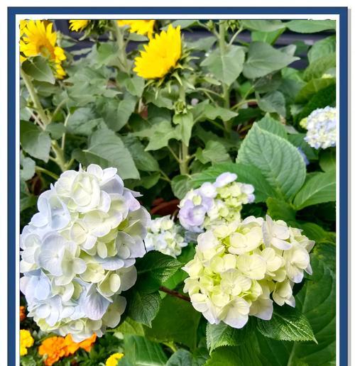 绣球花花期如何进行养护？