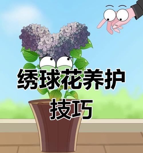 绣球花花期如何进行养护？