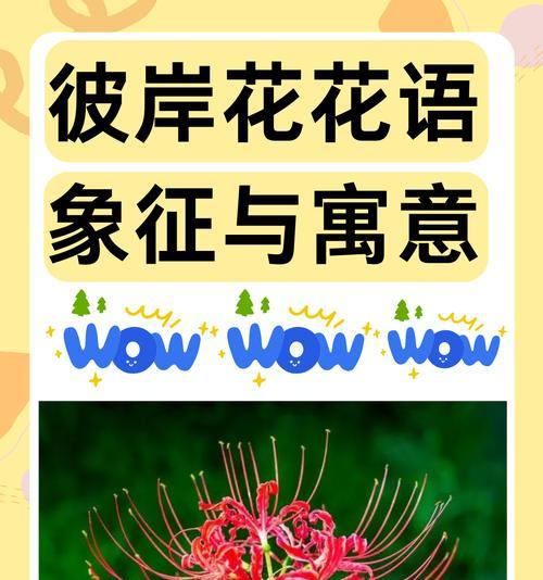 彼岸花的花期通常持续多久？