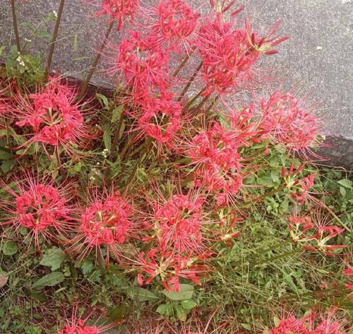 彼岸花的花期通常持续多久？