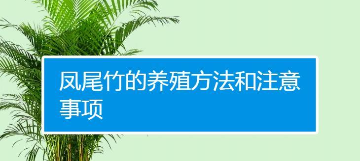 凤尾竹的养殖方法和技巧有哪些？
