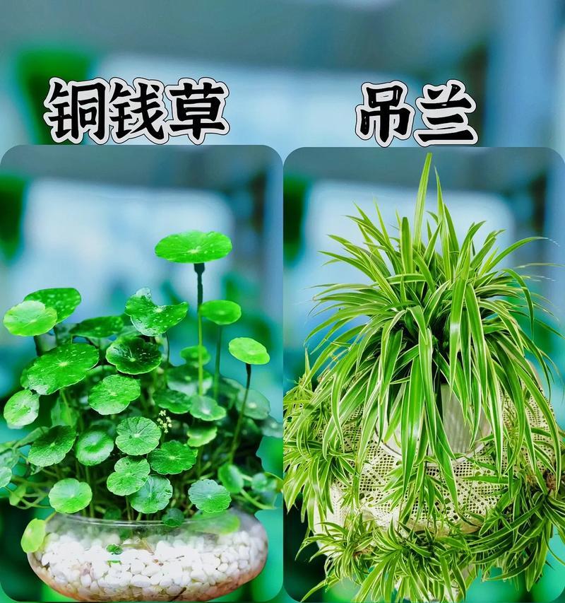 仙客来花卉的养殖方法是什么？