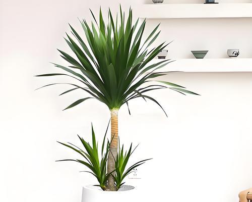 绿植鲜花盆栽的养护要点是什么？