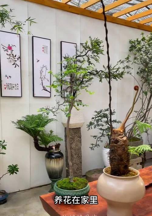 绿植鲜花盆栽的养护要点是什么？