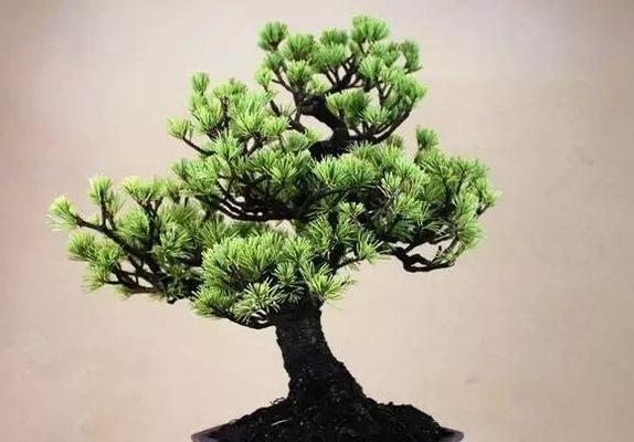 五针松开花的条件是什么？