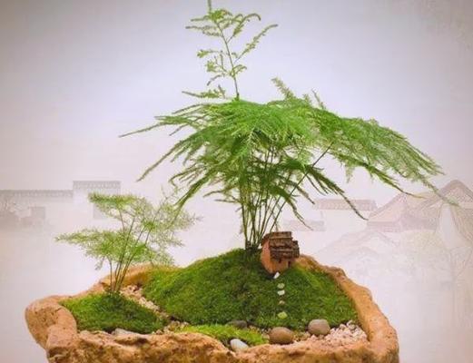 植物科普：奇妙生物圈苔藓的生长环境？
