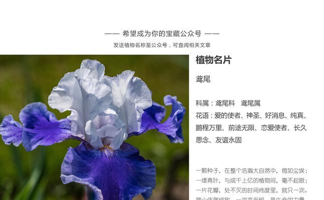 球兰新品种吉格斯有哪些特点？