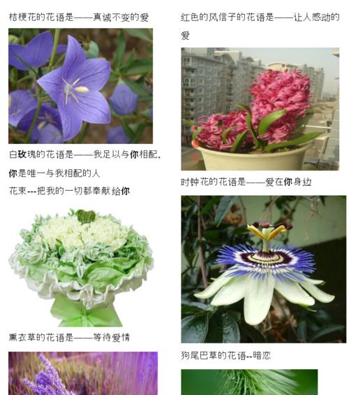 球兰新品种吉格斯有哪些特点？