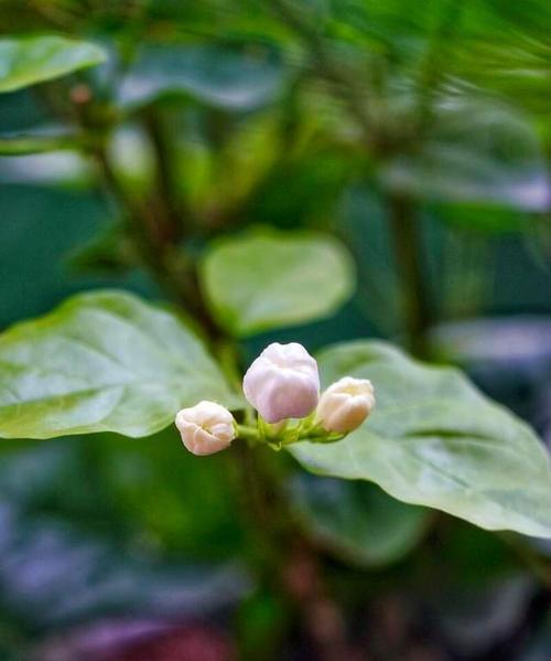 含笑花的正确养殖方法是什么？