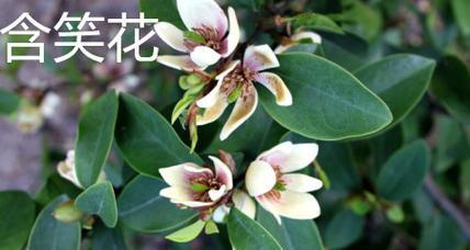 含笑花真的有毒吗？