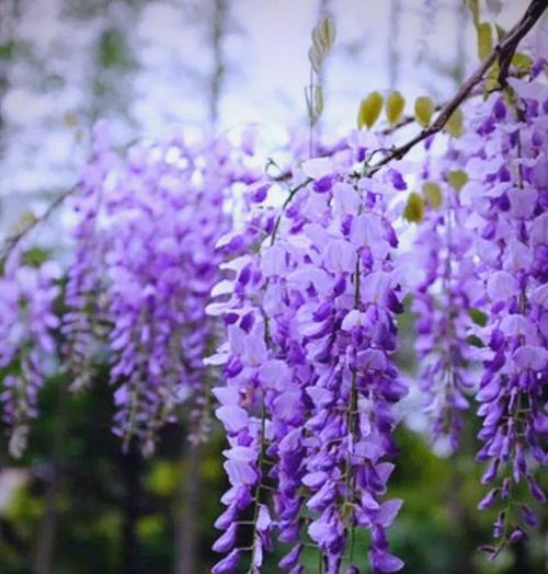 紫藤花为何被誉为植物界的“魅力达人”？