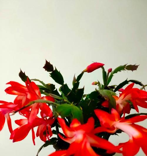 如何修剪蟹爪兰以促花蕾生长？