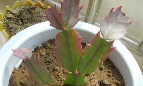 如何修剪蟹爪兰以促花蕾生长？