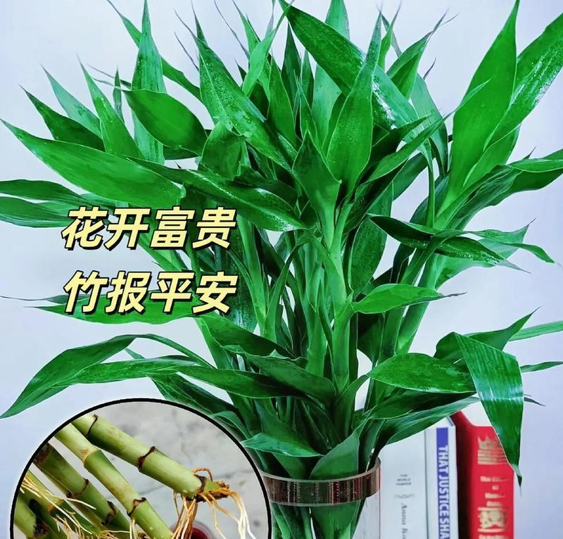 开运竹的养殖方法有哪些？