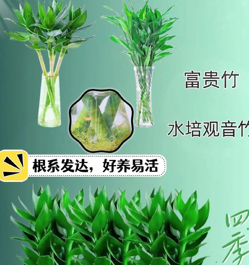 开运竹的养殖方法有哪些？