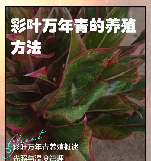 日本万年青的养殖方法是什么？
