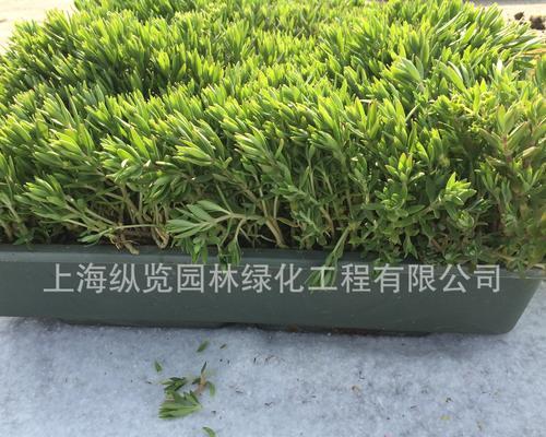 垂盆草和佛甲草哪个更适合家庭种植？