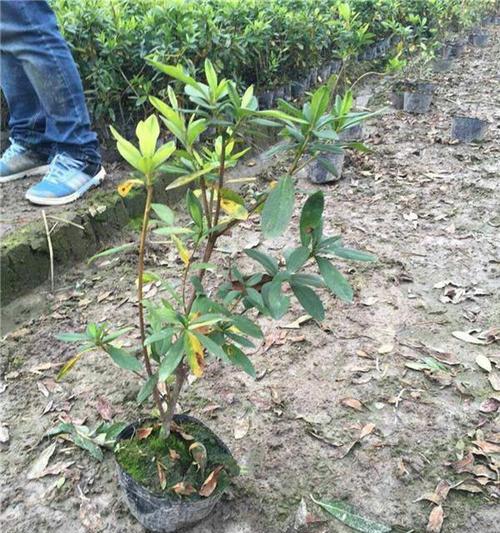 杜鹃花的养殖方法和注意事项有哪些？