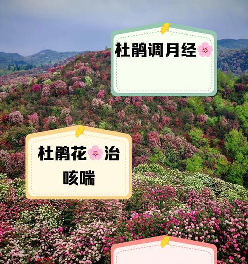 杜鹃花的养殖方法和注意事项有哪些？