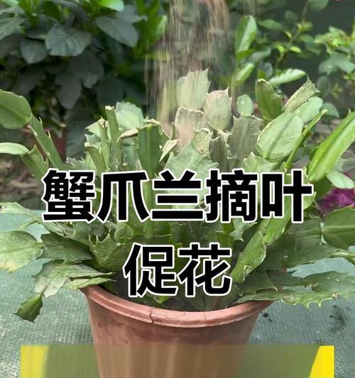 蟹爪兰的养护技巧有哪些？