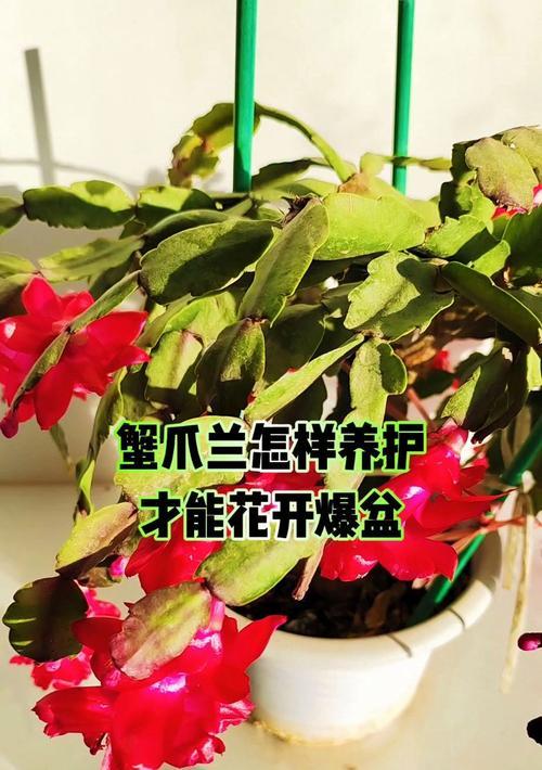 蟹爪兰的养护技巧有哪些？