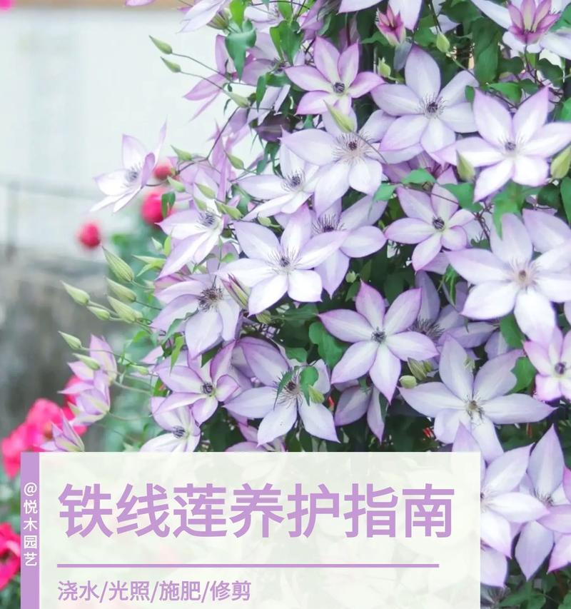 养铁线莲的5个“黄金法则”是什么？