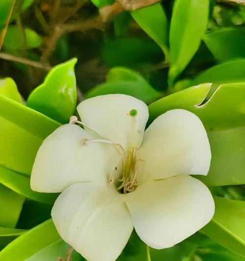 非洲茉莉的修剪技巧有哪些？
