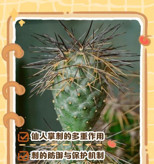 你知道仙人掌属于哪个神秘科类吗？