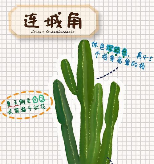 你知道仙人掌属于哪个神秘科类吗？