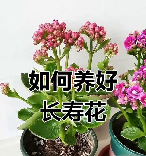 5月份长寿花的核心养护技巧是什么？