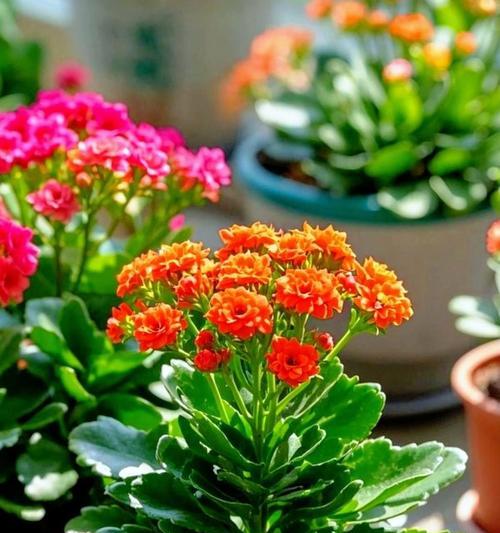 5月份长寿花的核心养护技巧是什么？
