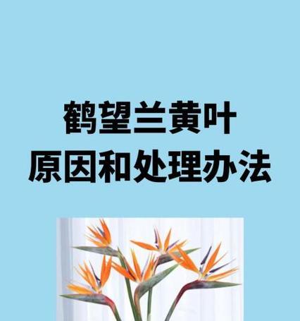 鹤望兰冬天的养护方法有哪些？