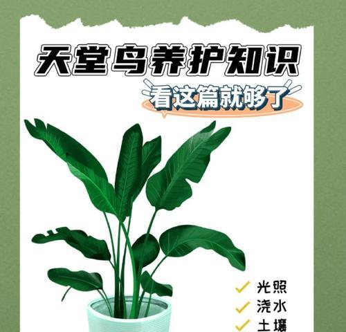 鹤望兰冬天的养护方法有哪些？