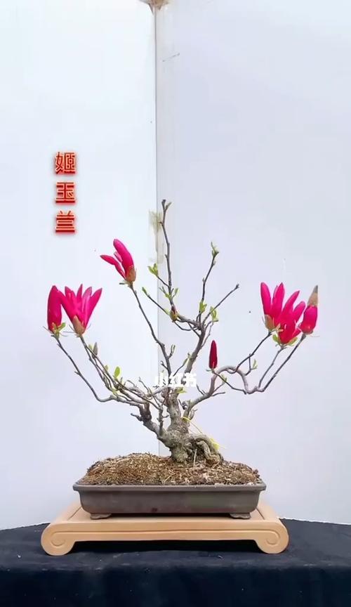 玉兰花苗盆栽怎么养？有哪些养护技巧？