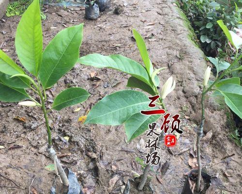 玉兰花苗盆栽怎么养？有哪些养护技巧？