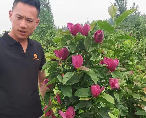 玉兰花苗盆栽怎么养？有哪些养护技巧？