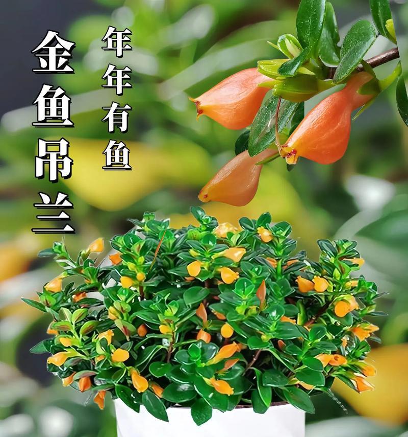 金鱼吊兰不开花怎么办？如何促进其开花？