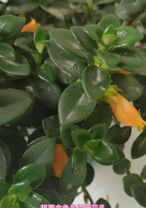 金鱼吊兰不开花怎么办？如何促进其开花？