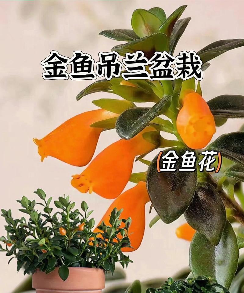 金鱼吊兰不开花怎么办？如何促进其开花？