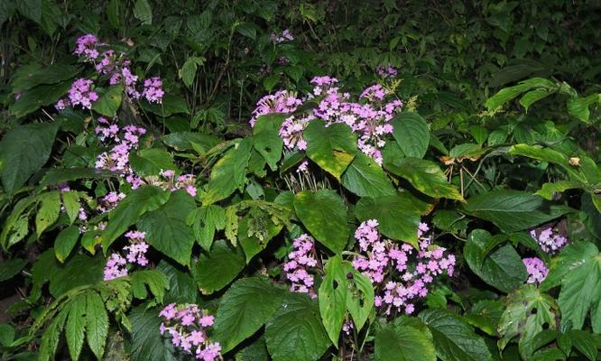 云南极小种群野生植物保护现状如何？