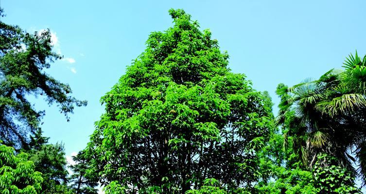 云南极小种群野生植物保护现状如何？