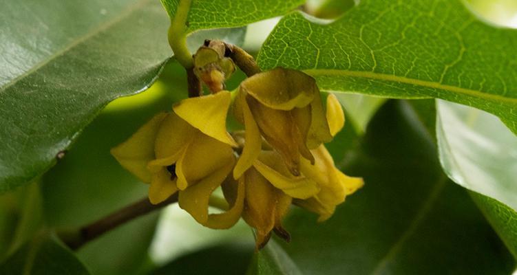 云南极小种群野生植物保护现状如何？