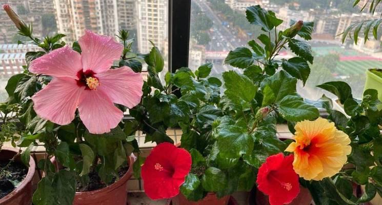 扶桑花期一般多长？如何延长花期？