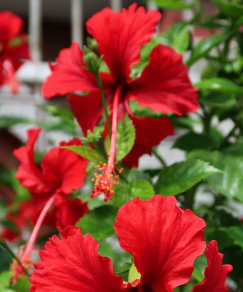 扶桑花期一般多长？如何延长花期？