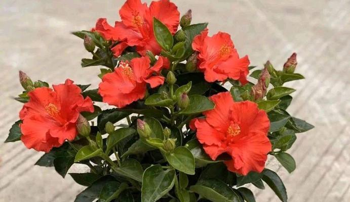 扶桑花期一般多长？如何延长花期？