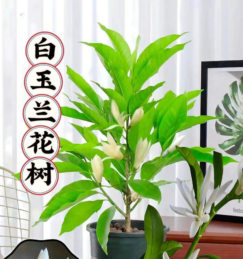白兰和黄兰哪个更香？多数人偏爱哪个？