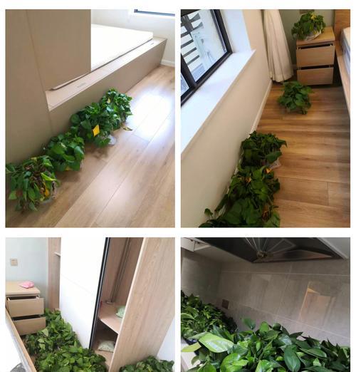 哪些高颜值植物能有效净化甲醛？